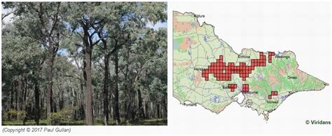 box ironbark forest distribution|ironbark forest.